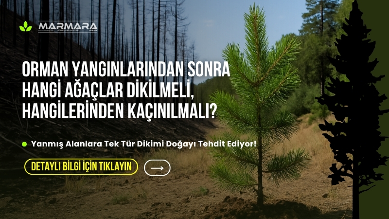 Her yıl yüzlerce hektar orman alanı yangınlarla yok oluyor. Peki,