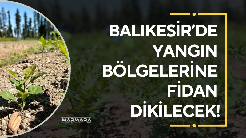 Yangınlarla kararan topraklarımız, fidanlarımızla yeniden yeşerecek! Balıkesir Orman Bölge Müdürlüğü,