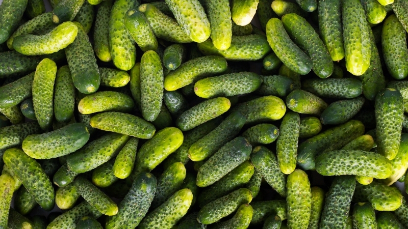 Balıkesir’in Sındırgı ilçesinde üretilen coğrafi işaret tescilli kornişon salatalık, lezzeti,