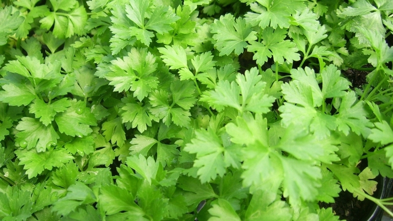 Tarlaya Gerek Yok: Bu Yeşillik Evde de Üretilebiliyor G - Marmara Bölge Gazetesi