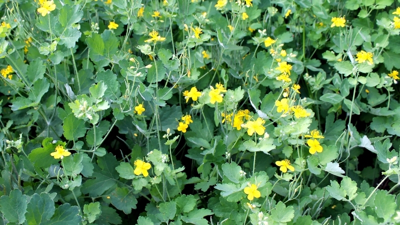 KIRLANGIC OTU 2 - Marmara Bölge Gazetesi