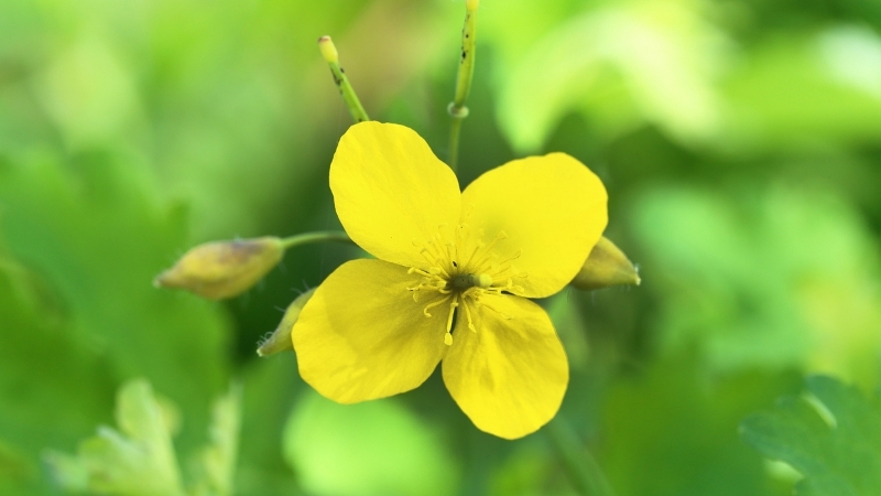 KIRLANGIC OTU 3 - Marmara Bölge Gazetesi