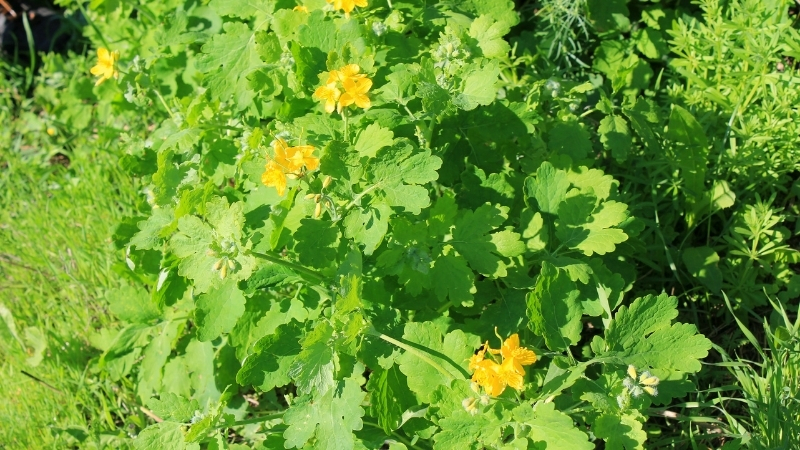 KIRLANGIC OTU 5 - Marmara Bölge Gazetesi