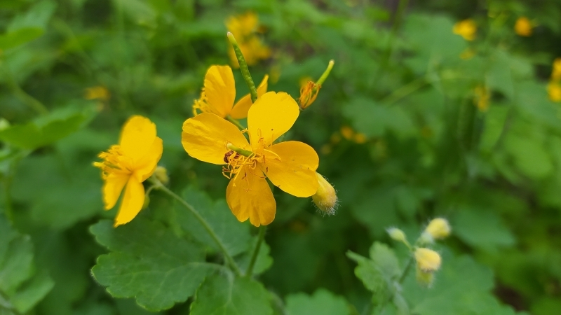 KIRLANGIC OTU 7 - Marmara Bölge Gazetesi