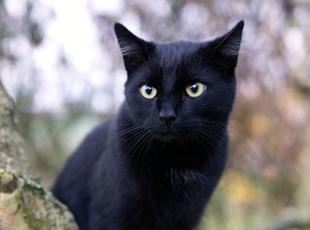 Kara Kedi Görmek Uğursuzluk Getirir mi? Yüzyıllardır Süren İnancın Sırrı Kara Kedi 1 - Marmara Bölge Gazetesi