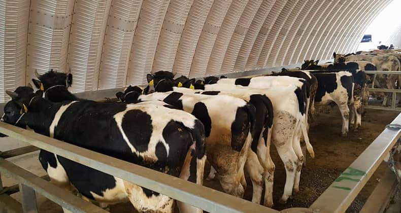 Balıkesir genelinde şap hastalığının yayılımını engellemek için Tarım ve Orman