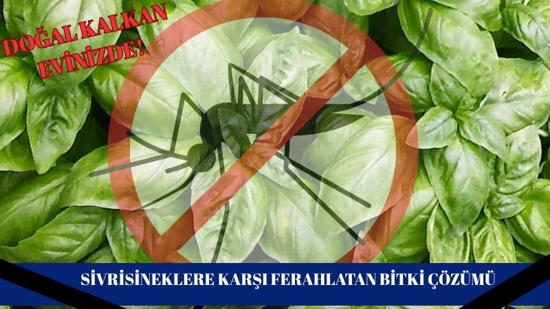 Kokusu ile yaz akşamlarının vazgeçilmezi haline gelen fesleğen, sadece hoş