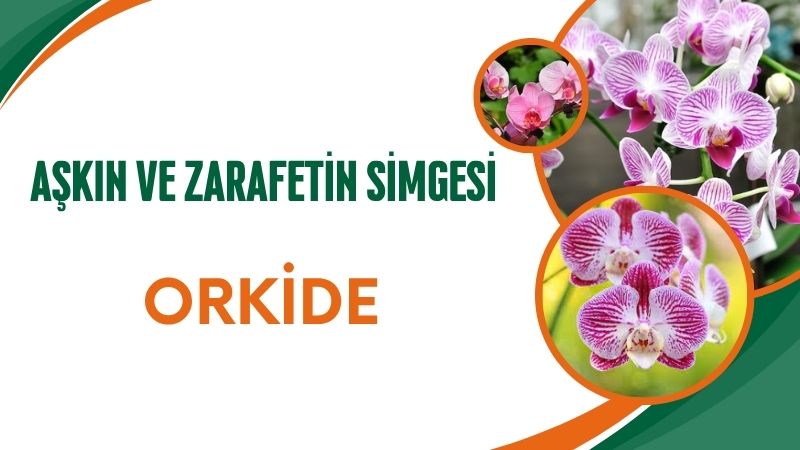 Ev dekorasyonunun vazgeçilmezlerinden biri olan orkide çiçeği, sadece şık görünümüyle