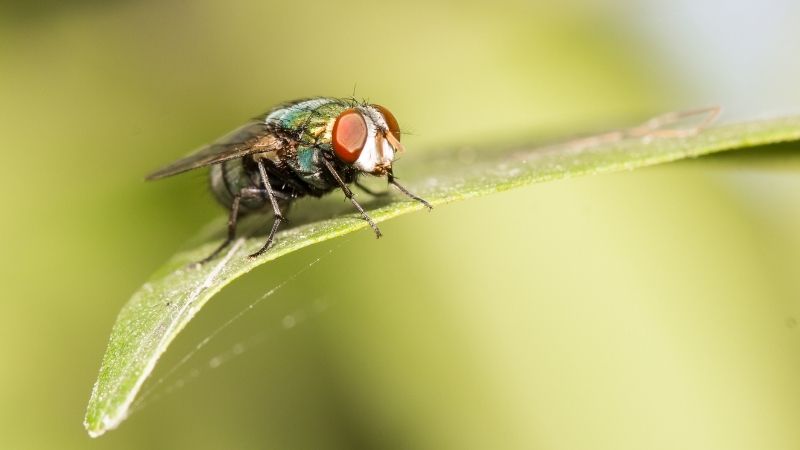 Yaz aylarının en büyük sorunlarından biri olan sivrisinekler, özellikle çocuklu