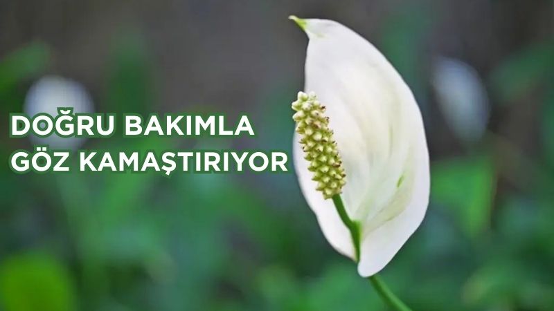 Balıkesir’de hem evlerin hem ofislerin havasını değiştiren barış çiçeği, doğru