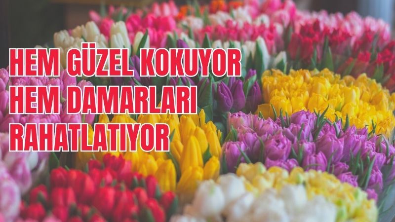 Geleneksel kırmızı, pembe, beyaz ve sarı tonlarının yanı sıra, begonya