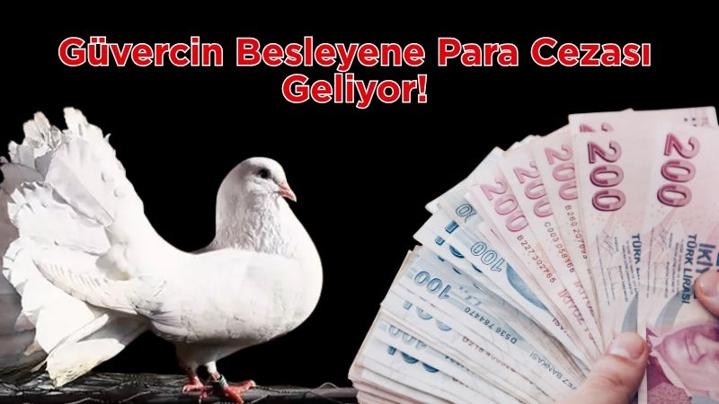 Belçika’nın Antwerpen kentinde alınan yeni karar, kuşseverleri şaşırttı. Belediye, şehir