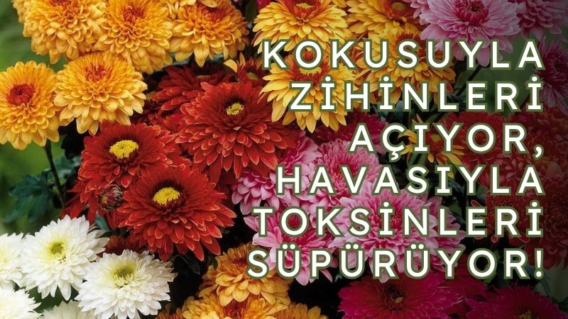 Papatyagiller ailesine mensup olan kasımpatı, hem görüntüsü hem de sağlığa