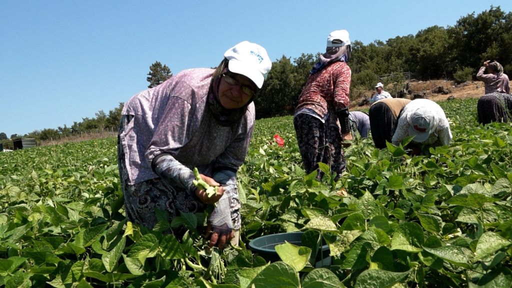 Çiftçi Şaşkın! “Kaldır Kaldır Bitmiyor” d4096b45 0bb9 4699 95c9 10614f5a25af - Marmara Bölge Gazetesi