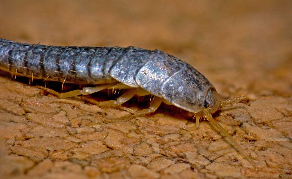 Balıkesir'de evlerin duvarlarında beliren sarımsı lekeler, gizlice çoğalan gümüş böceklerinin