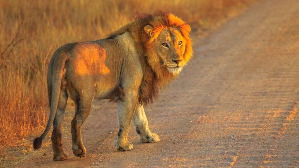 Antalya'nın Manavgat ilçesinde sabah saatlerinde yaşanan olay, bölge halkında büyük