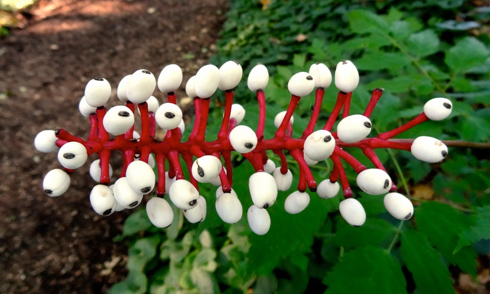 12.12.2017 uzak durulmasi gereken bitkiler9 - Marmara Bölge Gazetesi