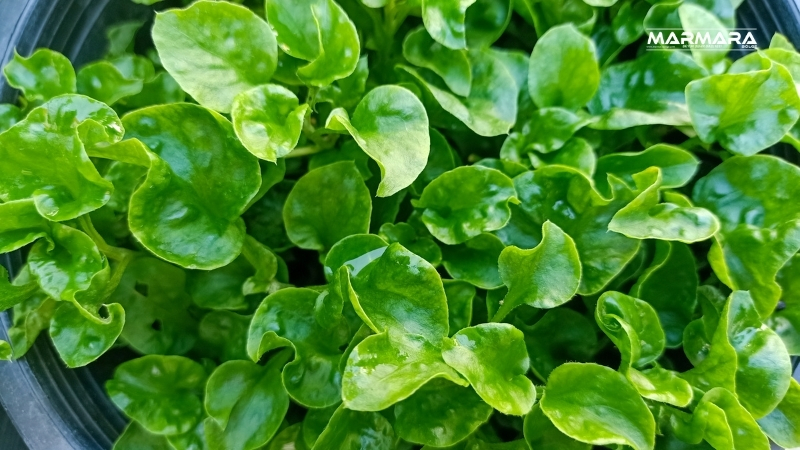 2 12 - Marmara Bölge Gazetesi