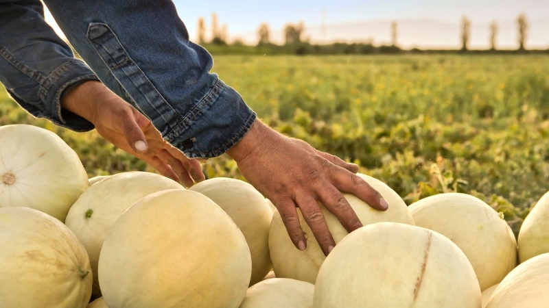 Balıkesir’de yazın bereketi tarlalara yansıdı. Karesi, Altıeylül, Sındırgı ve Bigadiç’te