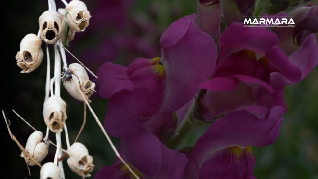 Görselliğiyle büyüleyen aslanağzı çiçekleri, canlı renkleriyle insanı mest ederken solduklarında