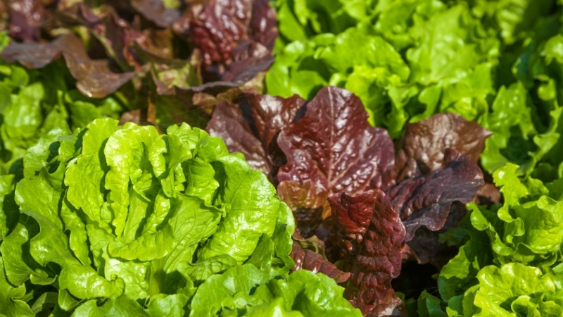 Balıkesir’de En Çok Kazandıran Toprak Ürünü 3 47 - Marmara Bölge Gazetesi