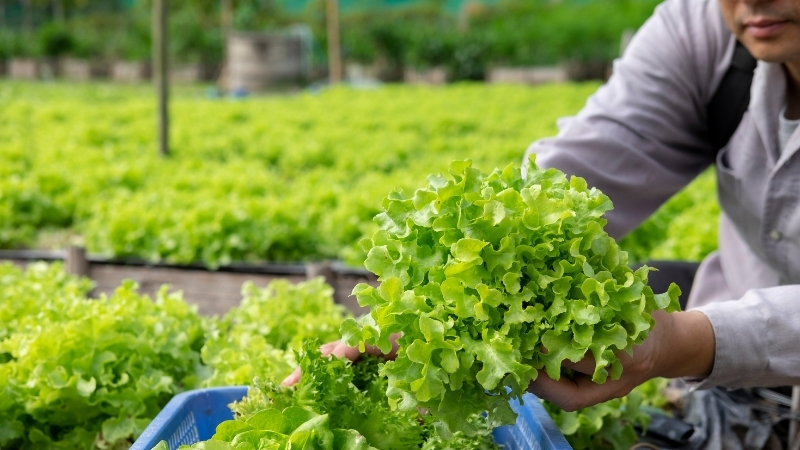 Balıkesir Büyükşehir Belediyesi, tarımsal üretimi güçlendirmek ve üreticilerin maliyet yükünü