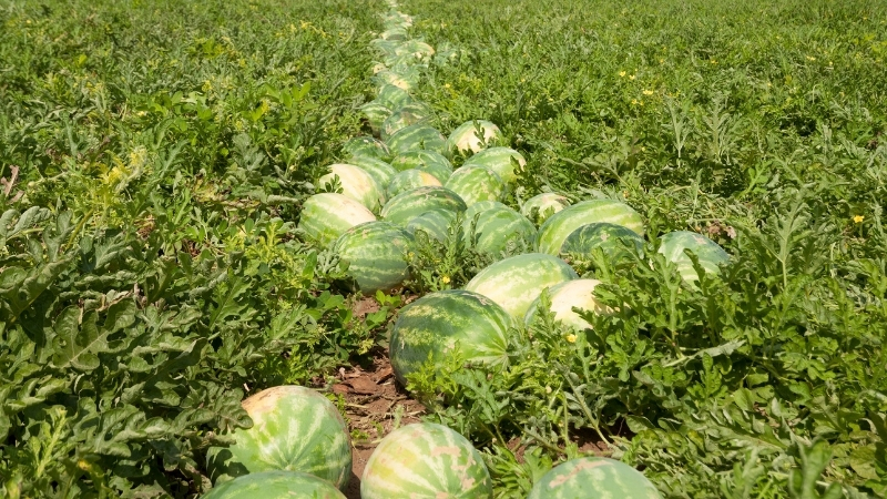 5 24 - Marmara Bölge Gazetesi