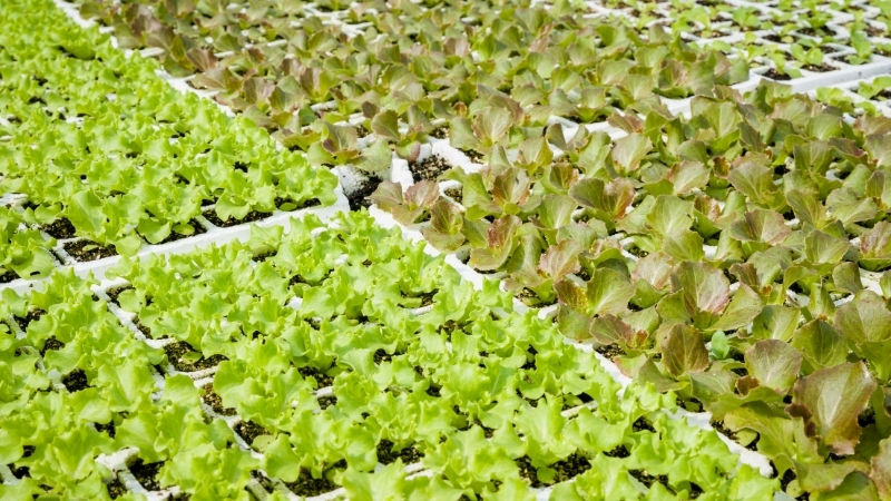 Balıkesir’de En Çok Kazandıran Toprak Ürünü 5 29 - Marmara Bölge Gazetesi