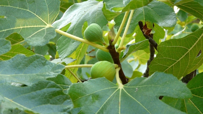 Havayı Taşa Çeviren Ağaç! Kur’an’da Bile Adı Geçiyor 5 35 - Marmara Bölge Gazetesi