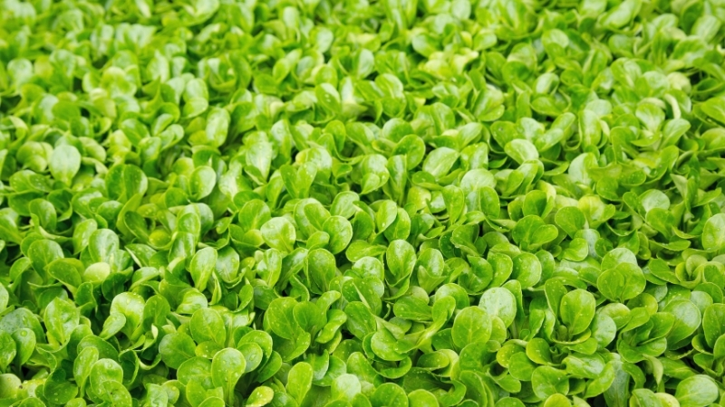 5 8 - Marmara Bölge Gazetesi