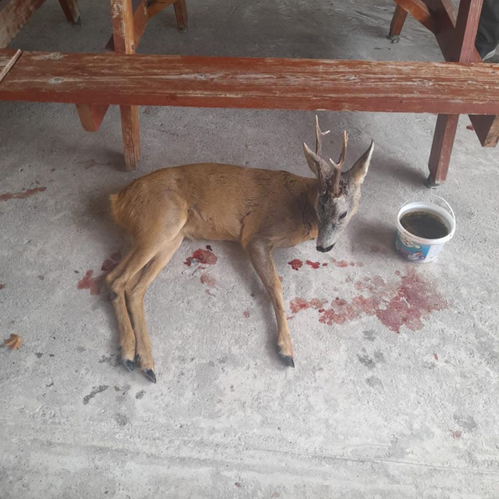 Yaralı Karaca Şehre İndi, Mahalleli Seferber Oldu 526454281 1100169535578996 8703447217922815495 n - Marmara Bölge Gazetesi