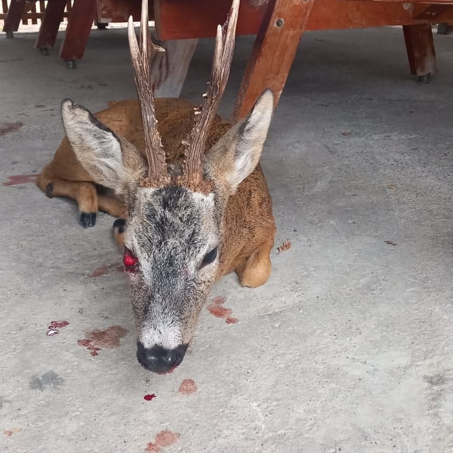 Yaralı Karaca Şehre İndi, Mahalleli Seferber Oldu 526484540 1100169408912342 5219330675268724086 n - Marmara Bölge Gazetesi