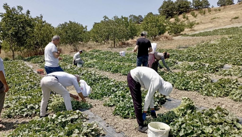 Balıkesir İl Tarım ve Orman Müdürlüğü ekipleri, kornişon hasat sezonunda