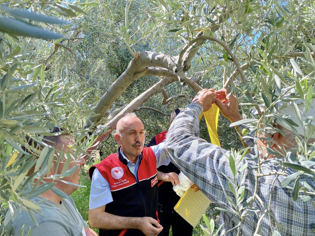 Balıkesir’de Zeytin ve Zeytinyağı Kalitesi İçin Alarm! 538264553 1175287314642129 1922405808403348605 n - Marmara Bölge Gazetesi