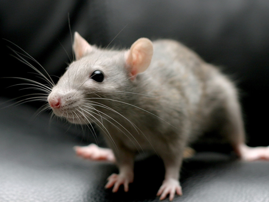 Balıkesir’de fare, yarasa, sincap ve hatta yılanlar; evlere çoğu zaman