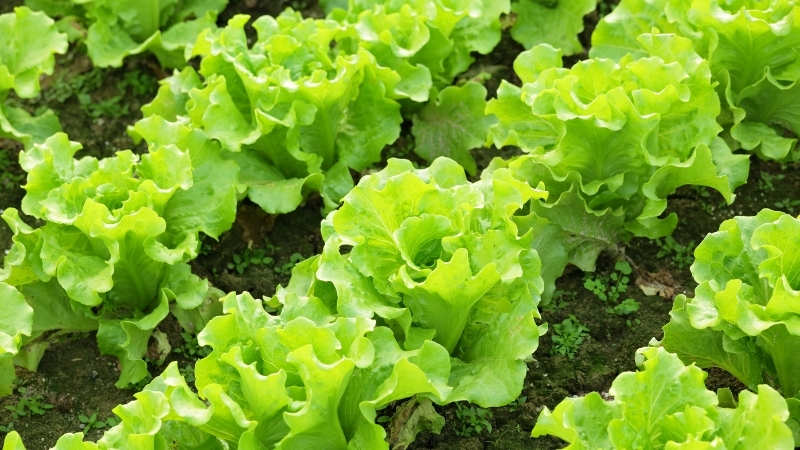 Balıkesir’de En Çok Kazandıran Toprak Ürünü 6 18 - Marmara Bölge Gazetesi