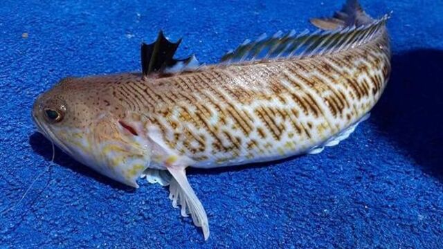 - Marmara Bölge Gazetesi