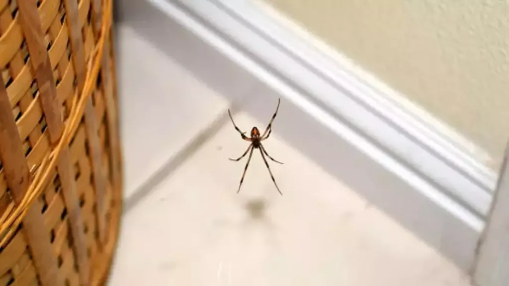 Balıkesir’de evlerde fark edilmeden kullanılan bazı eşyalar, örümcekleri ışık hızıyla