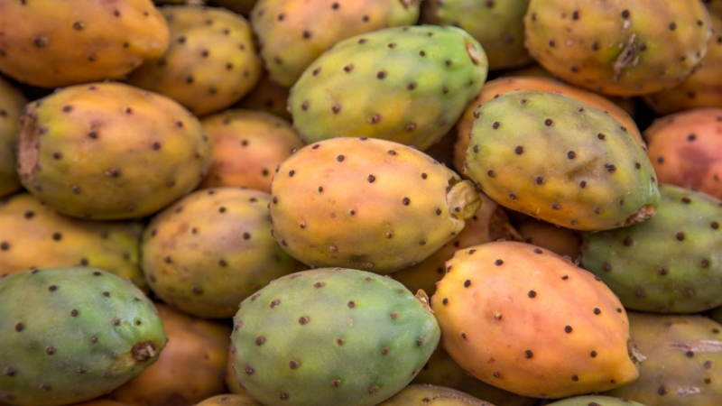 Masum görünen dikenli incir, aşırı tüketildiğinde bağırsak tıkanıklığına yol açıyor.