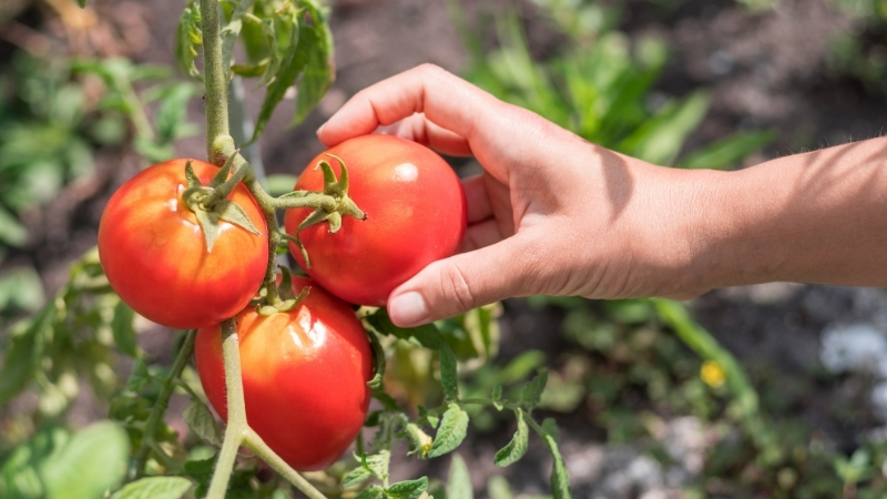 Balıkesir’de hem çiftçiler hem de salça fabrikaları, yüksek verim ve