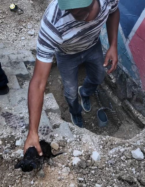 Zavallı Kedi Su Borusuna Sıkıştı AW508279 03 - Marmara Bölge Gazetesi