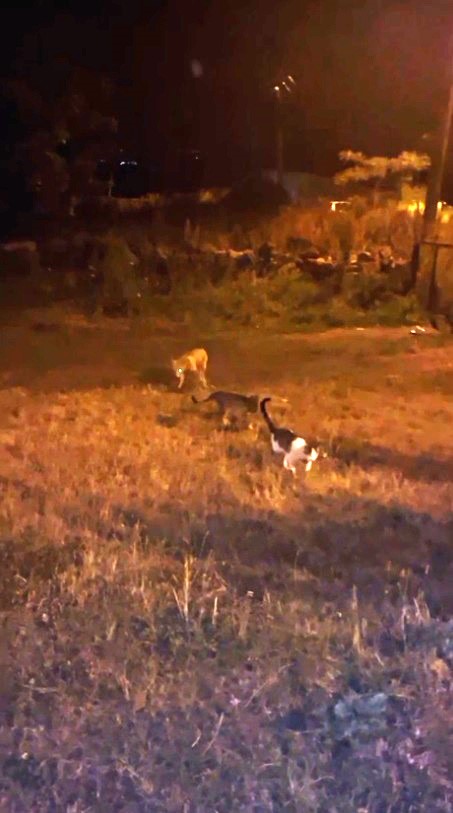 Tilki ile Kediler Bakın Ne Yaptı AW509975 03 - Marmara Bölge Gazetesi