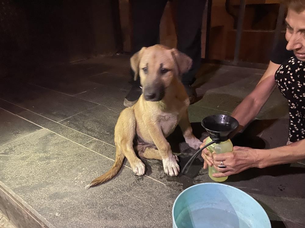 Otomobilin Çarptığı Yavru Köpeğe Mahalleli Sahip Çıktı! AW511102 03 - Marmara Bölge Gazetesi