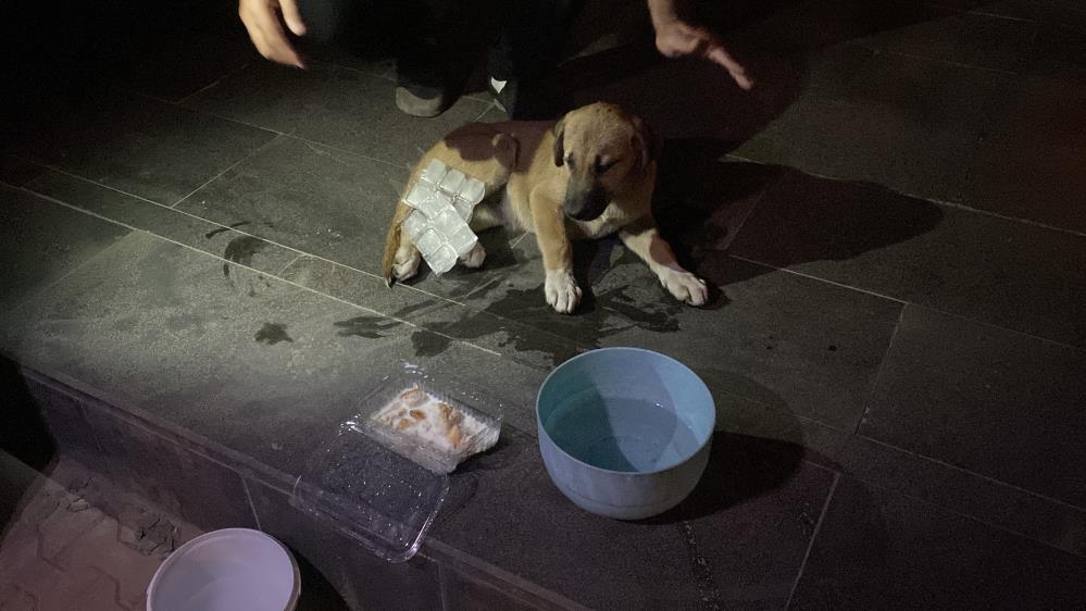 Otomobilin Çarptığı Yavru Köpeğe Mahalleli Sahip Çıktı! AW511102 06 - Marmara Bölge Gazetesi