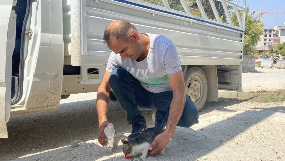 Bir Miyav Sesi Duydu, Hayatı Değişti! AW513931 03 - Marmara Bölge Gazetesi