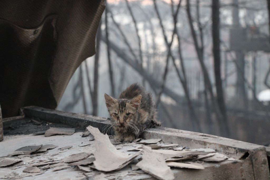 Çanakkale Yangınında Skandal İddia! İtfaiye Müdürü Milyonluk Aracı Kendine Ayırdı AW515503 02 - Marmara Bölge Gazetesi