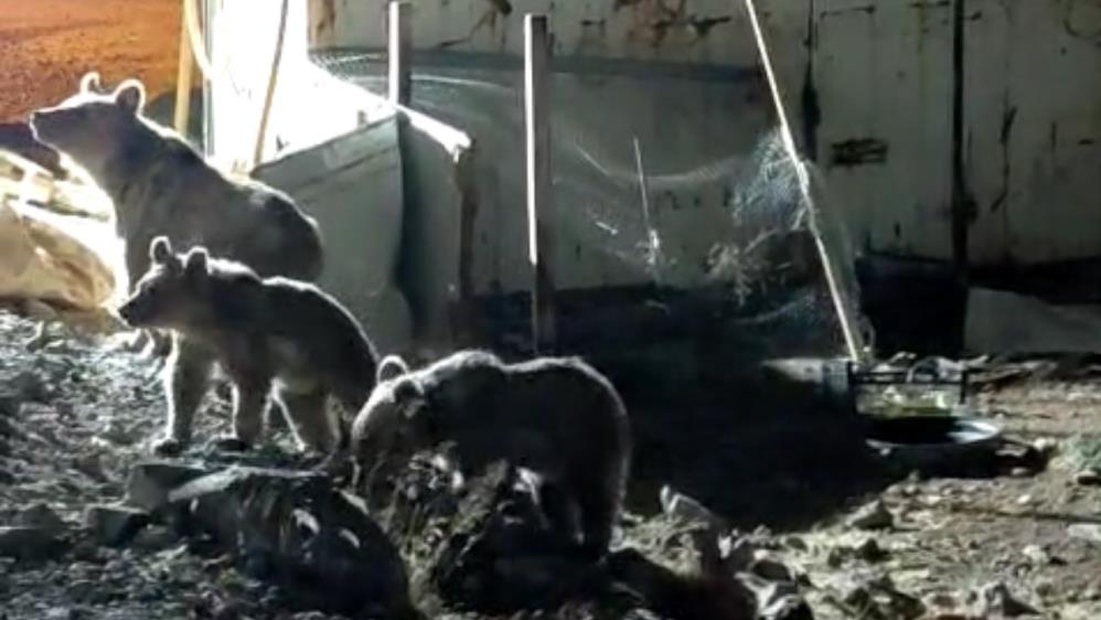 Ayı Ailesi Şantiyede Yiyecek Aradı AW517402 02 - Marmara Bölge Gazetesi