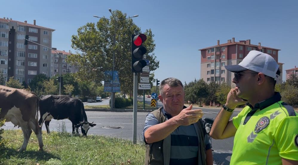 Çiftlikten Firar Edip Şehir Merkezine İndiler AW520218 02 - Marmara Bölge Gazetesi