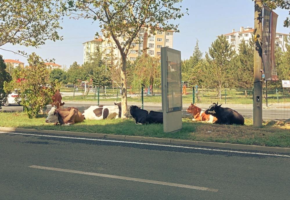 AW520218 03 - Marmara Bölge Gazetesi