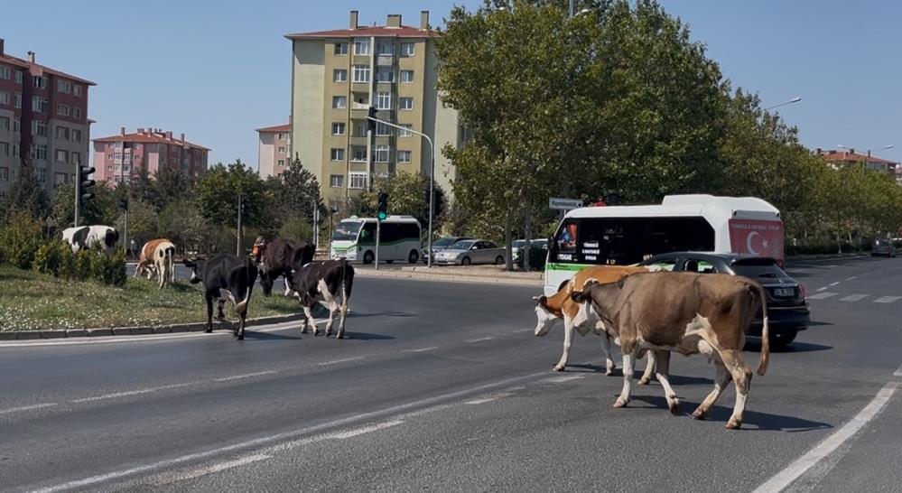 Çiftlikten Firar Edip Şehir Merkezine İndiler AW520218 05 - Marmara Bölge Gazetesi